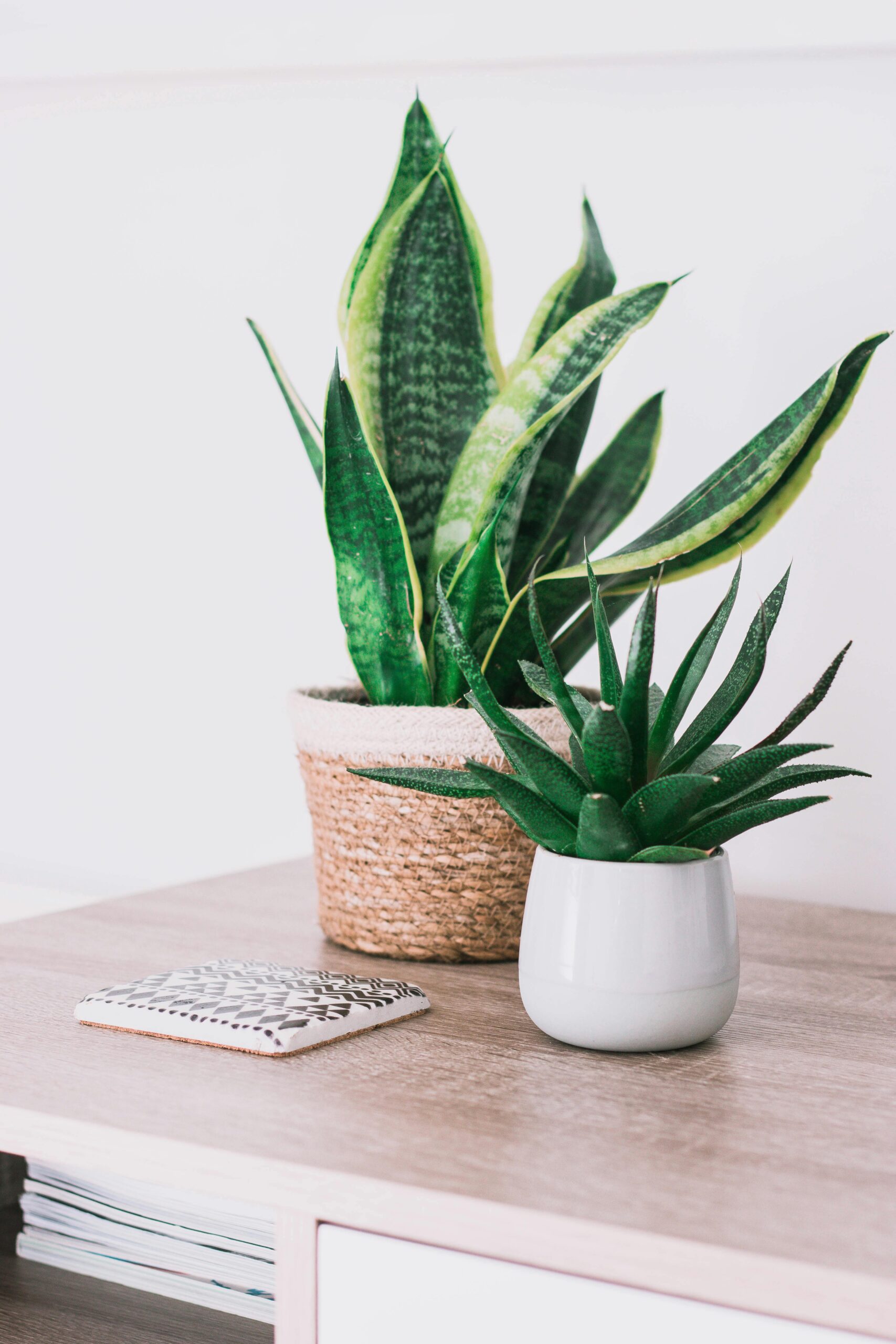 Caring for Sansevieria (Snake Plants) – The Ultimate Low-Maintenance Guide