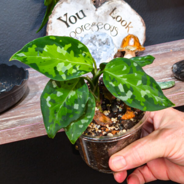 Aglaonema Pictum Tricolor - 2 Inch