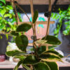 Hoya Krimson Queen - 4 Inch