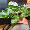Philodendron Mayoi - 4 Inch