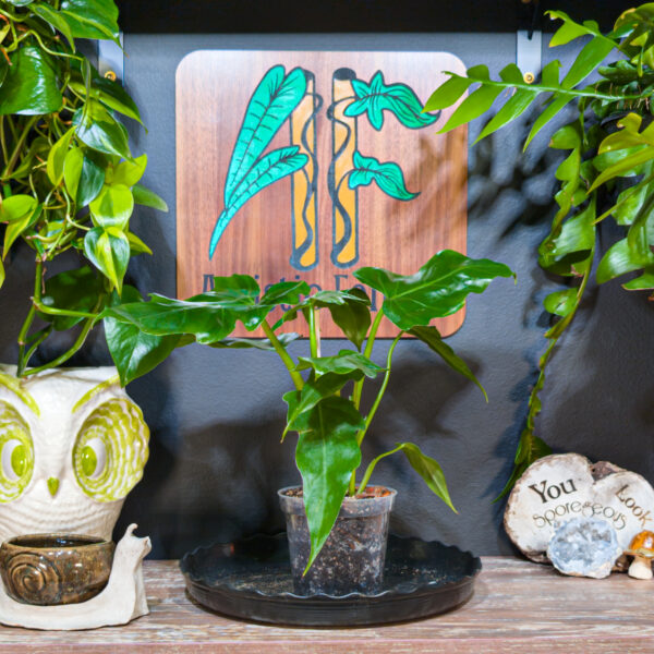 Philodendron Mayoi - 4 Inch - Image 2