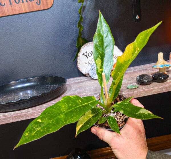 Philodendron Ring of Fire - 4 Inch