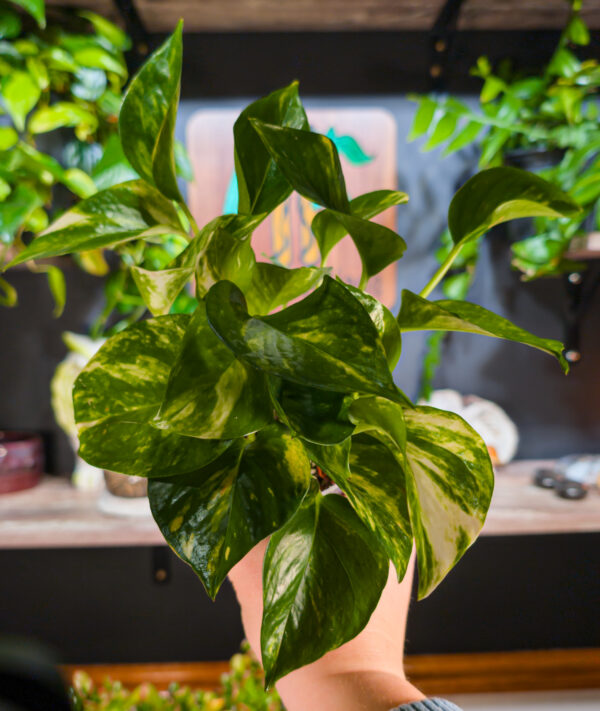 Pothos Golden Hi Color - 4 Inch