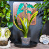Sansevieria Gold Flame (Snake Plant) - 4 Inch - Image 2