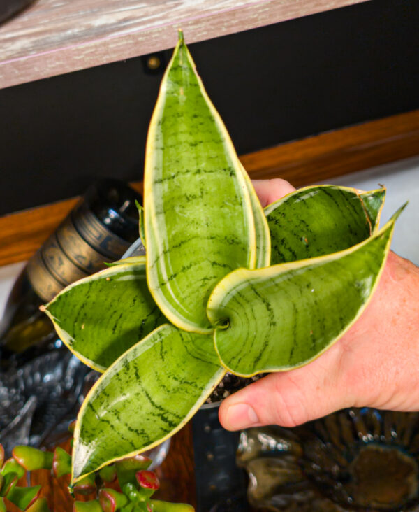 Sansevieria Misty Star (Snake Plant) - 4 Inch