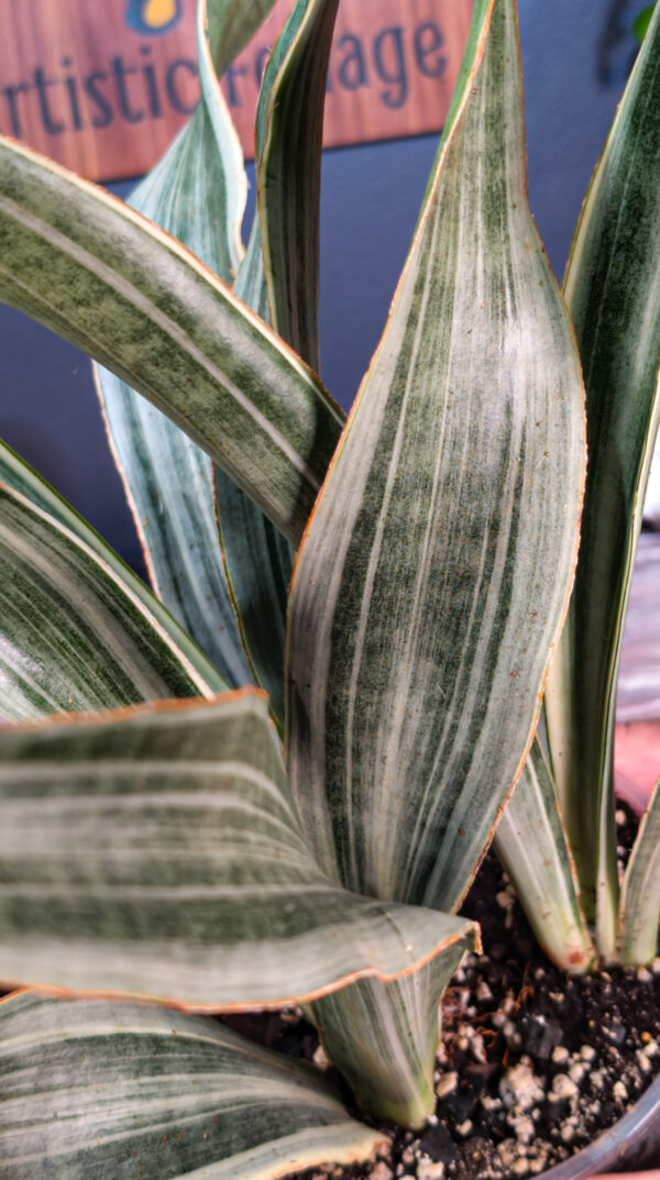 Sansevieria Sayuri (Snake Plant) - 6 Inch - Image 2