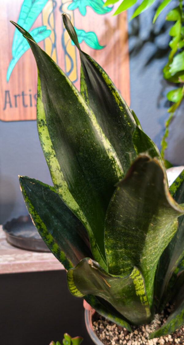 Sansevieria Whitney (Snake Plant) - 6 Inch - Image 2