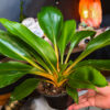 Spider Plant Fire Flash - 6 Inch