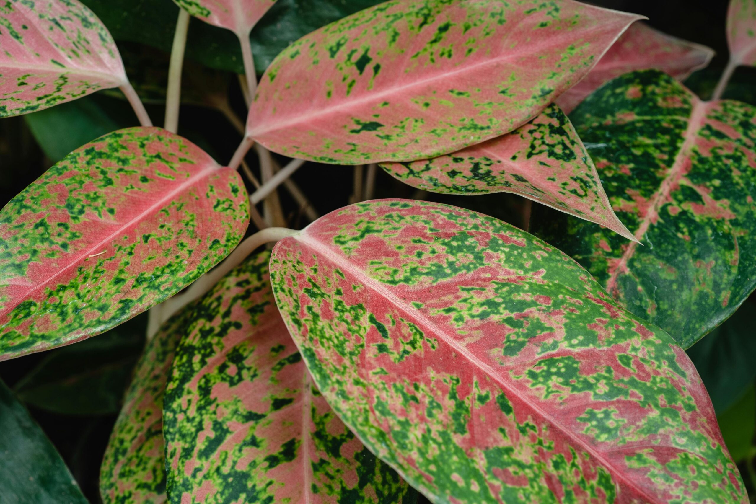 The Ultimate Guide to Caring for Aglaonema Plants