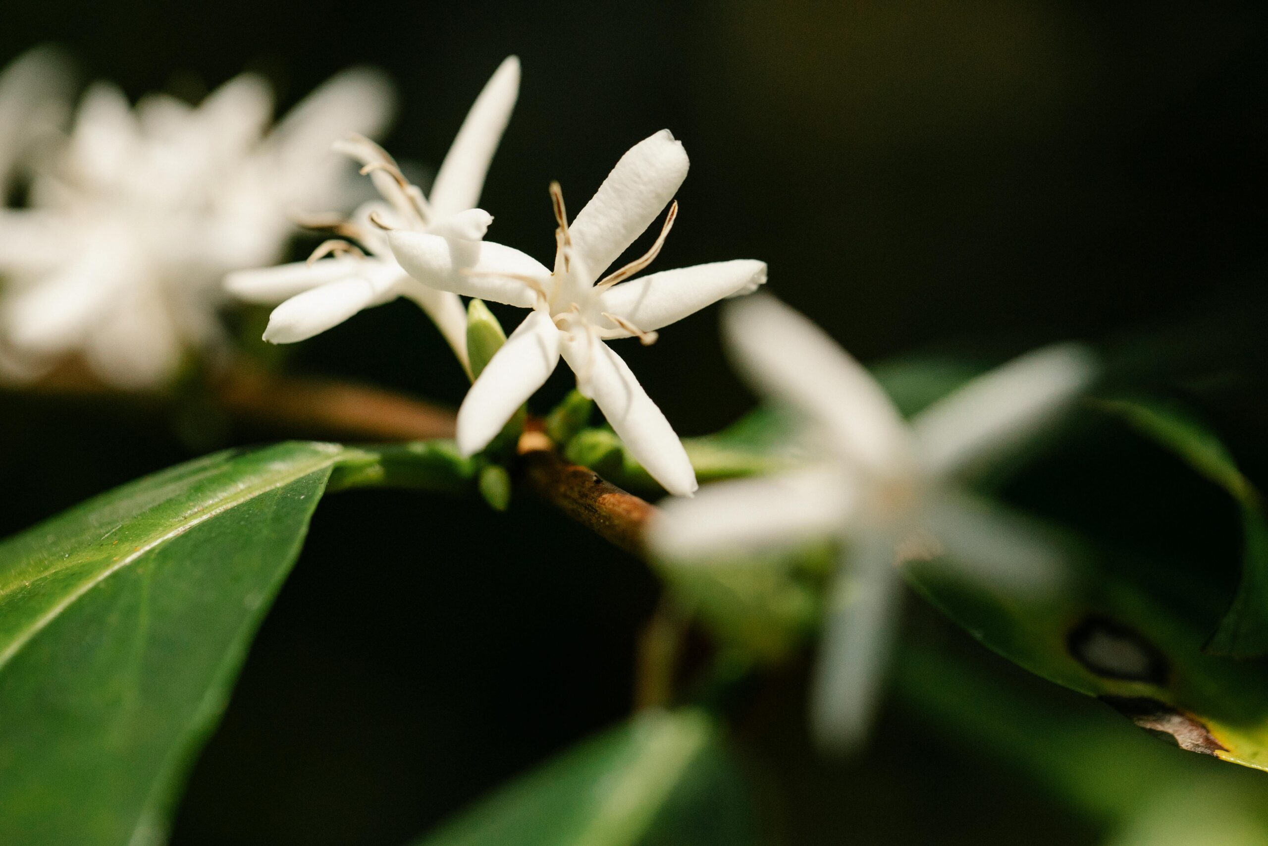 How to Care for Arabica (Coffee) Plants