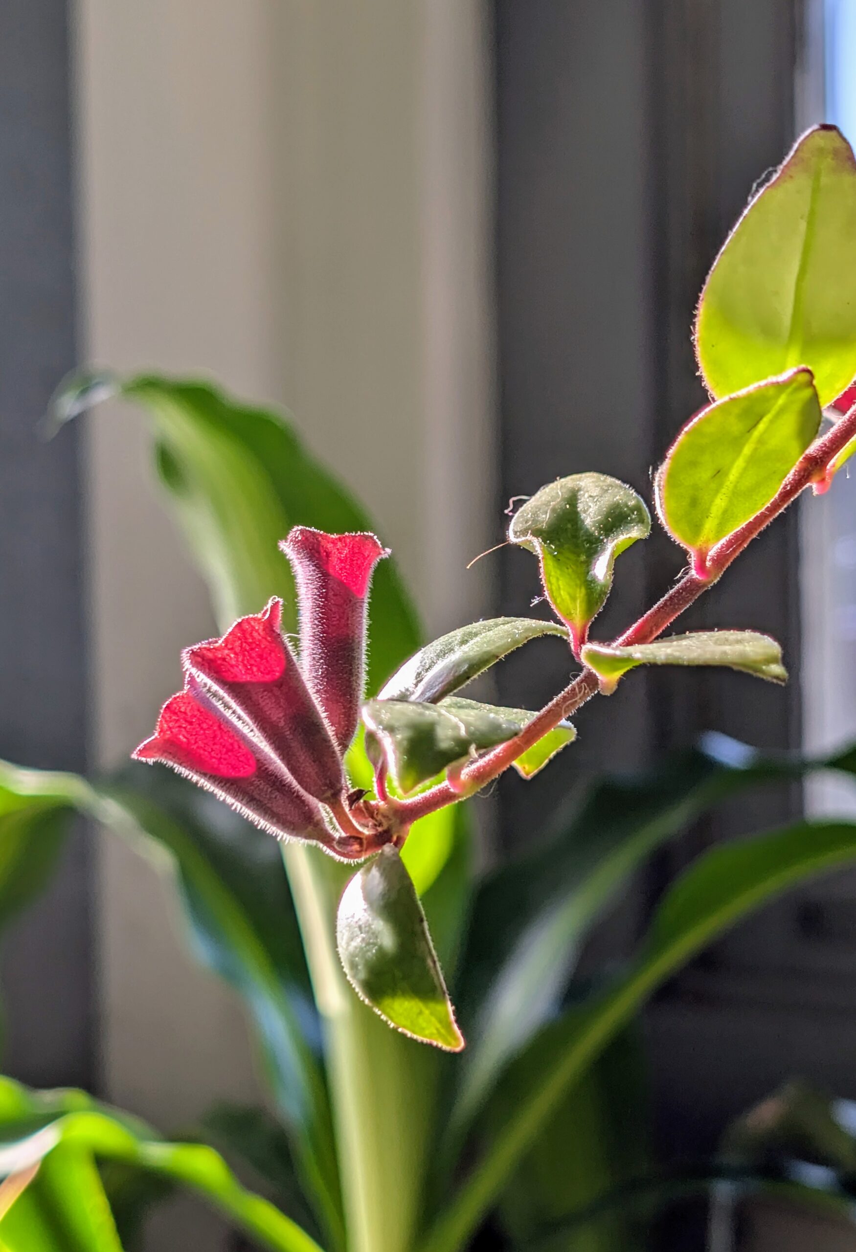 How to Care for Lipstick Plants and Watch Them Bloom!