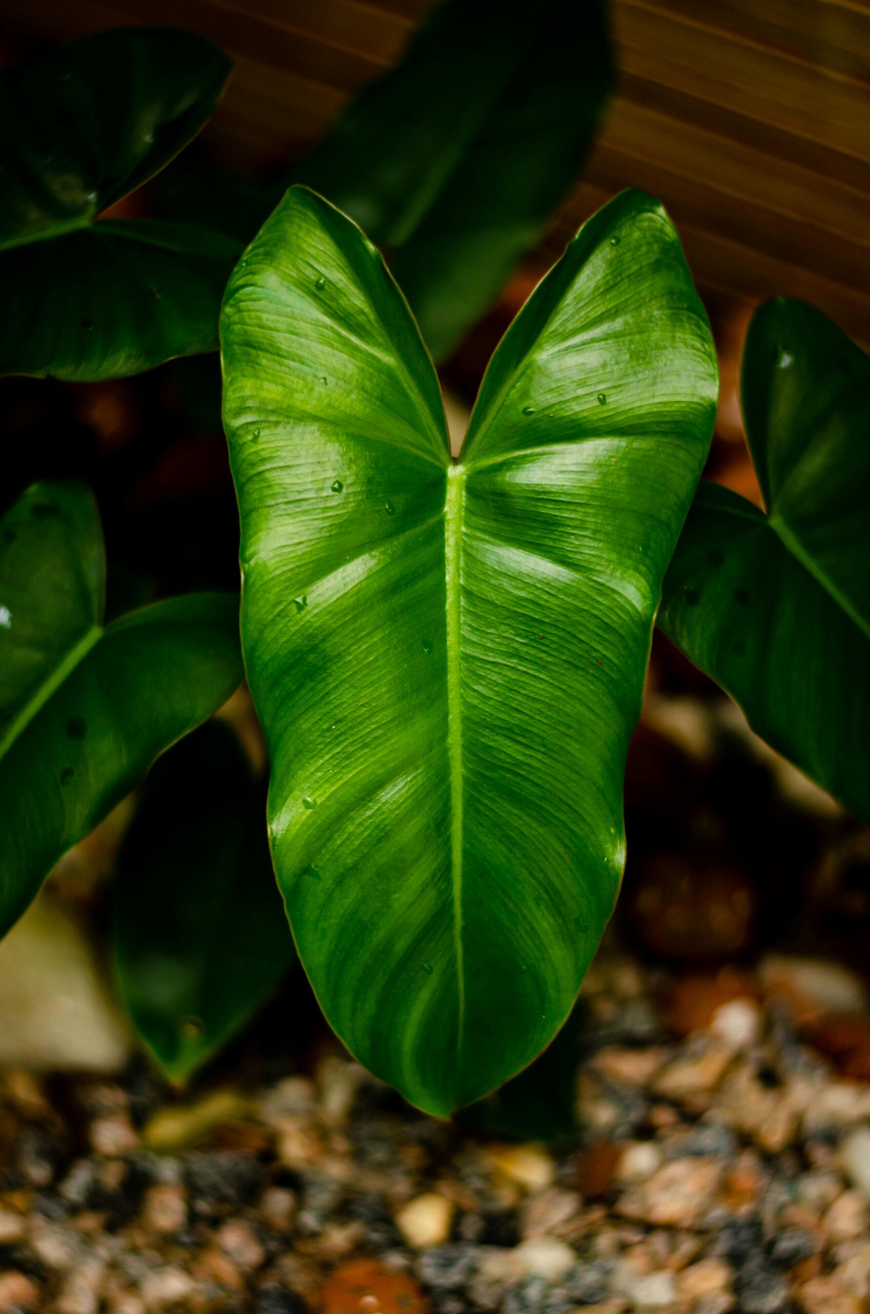 The Essential Guide to Basic Philodendron Care