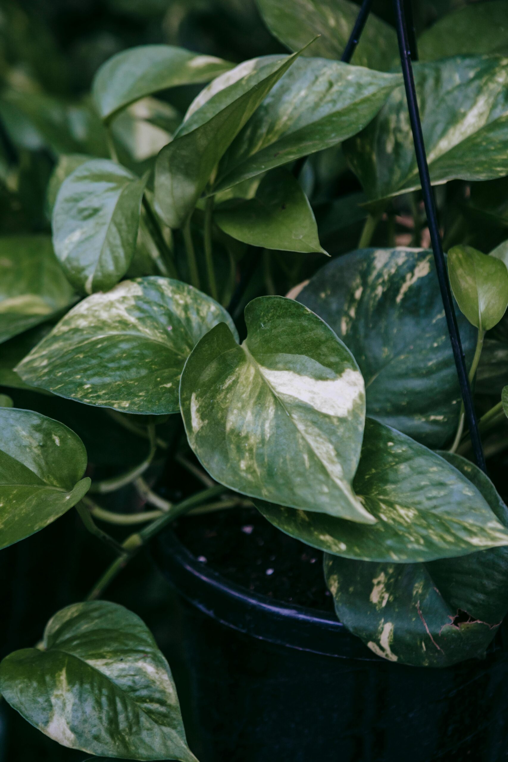 Take It Easy – A Guide for Pothos