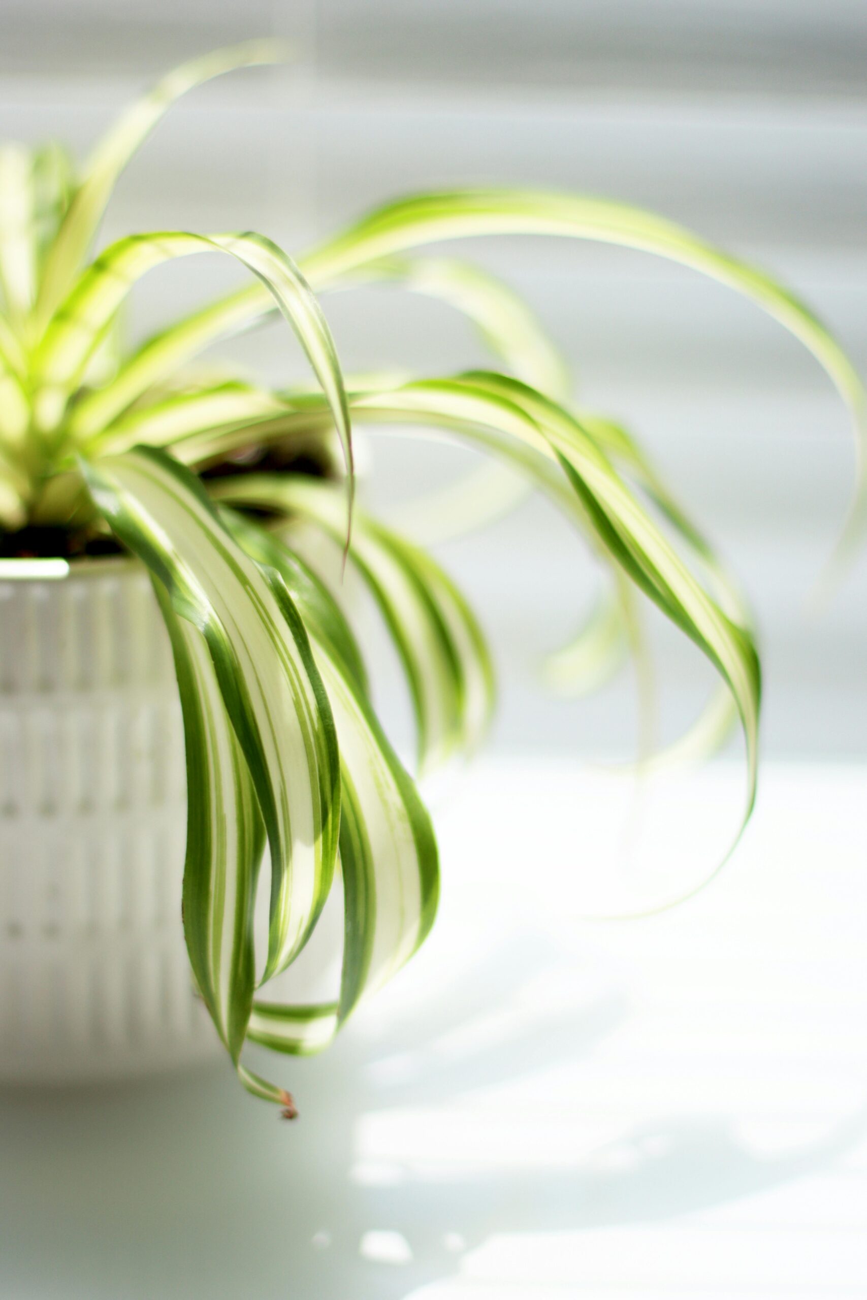 The Complete Guide to Caring for Spider Plants