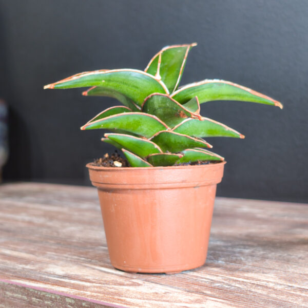 Sansevieria Lavranos (Snake Plant) - 3 Inch - Image 2