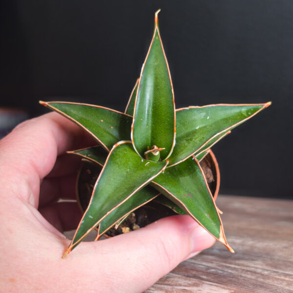 Sansevieria Lavranos (Snake Plant) - 3 Inch